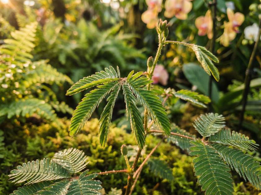 草莓视频含羞草视频